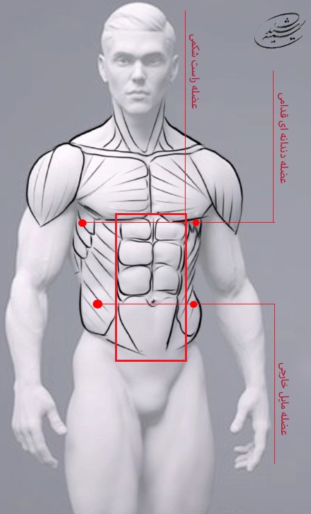 آموزش طراحی آناتومی انسان