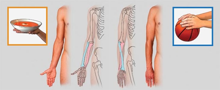 آموزش طراحی آناتومی انسان