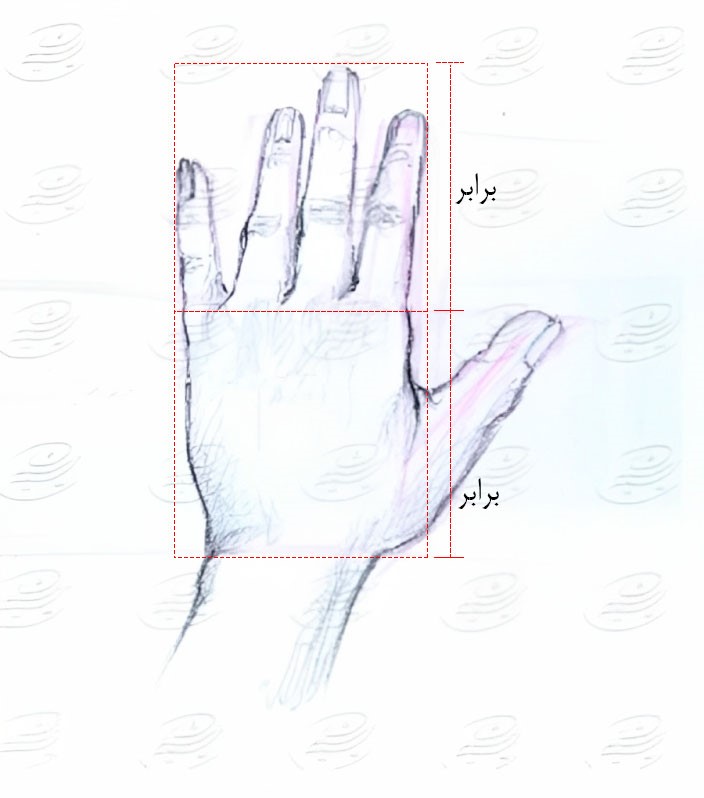 آموزش طراحی آناتومی دست انسان