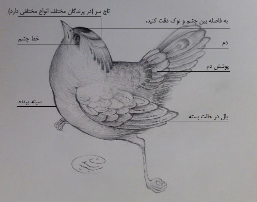 طراحی آناتومی پرندگان