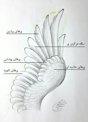 بال پرنده در طراحی آناتومی پرندگان