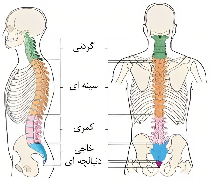 آموزش طراحی آناتومی بدن نشسته