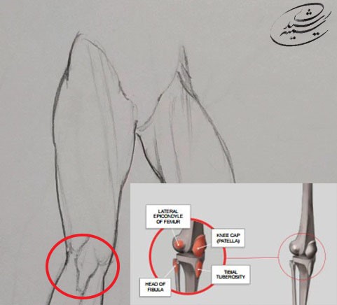 آموزش طراحی آناتومی ران تا ساق پا انسان