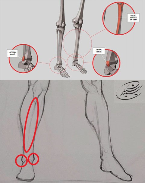 آموزش طراحی آناتومی ران تا ساق پا انسان