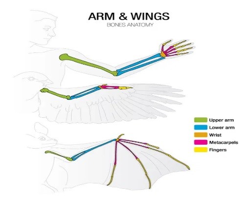 آموزش طراحی آناتومی بال پرندگان