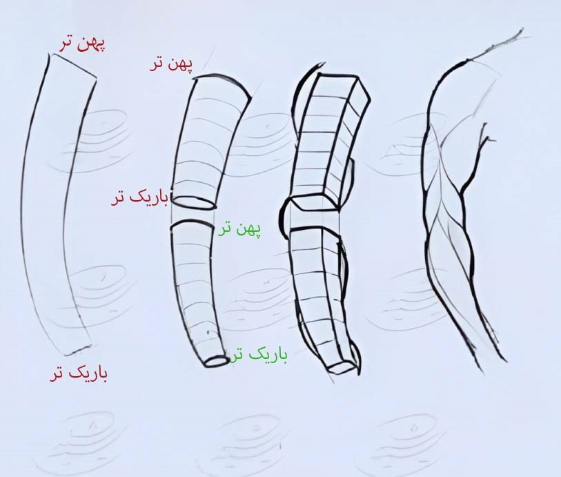 آموزش طراحی آناتومی بازو تا مچ دست انسان