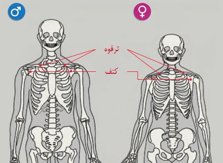 آموزش طراحی آناتومی گردن و شانه