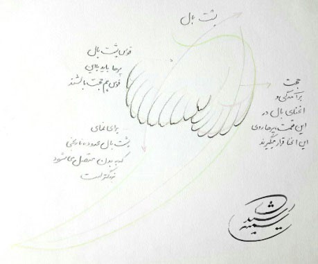 آموزش طراحی آناتومی بال پرندگان