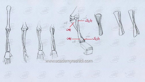 آموزش طراحی آناتومی بازو تا مچ دست انسان