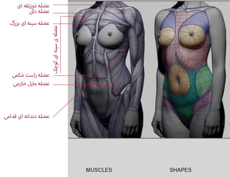 آموزش طراحی آناتومی بدن زنان