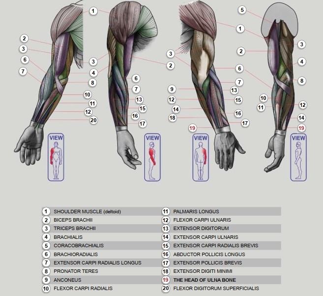 آموزش طراحی آناتومی بازو تا مچ دست انسان