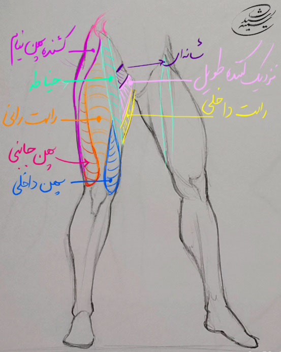 آموزش طراحی آناتومی ران تا ساق پا انسان