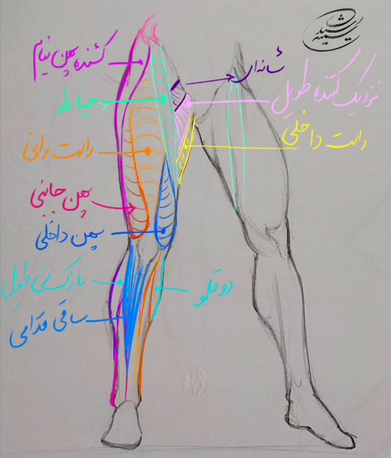 آموزش طراحی آناتومی ران تا ساق پا انسان