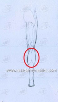 آموزش طراحی آناتومی ران و ساق پا انسان