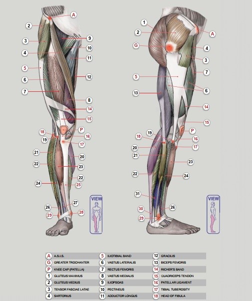 آموزش طراحی آناتومی ران و ساق پا انسان