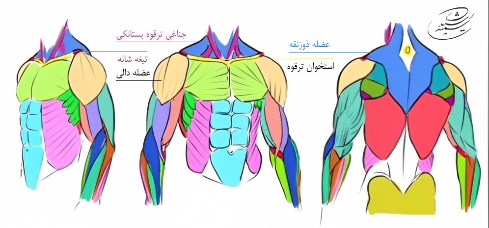 آموزش طراحی آناتومی گردن و شانه