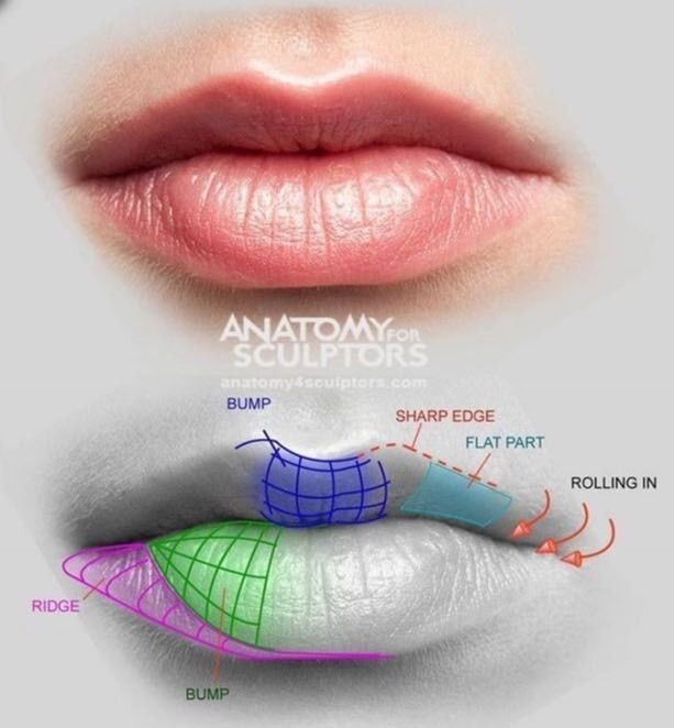 آموزش طراحی آناتومی لب