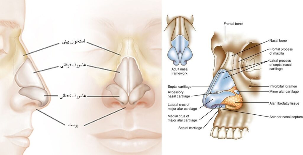 آموزش طراحی آناتومی بینی 