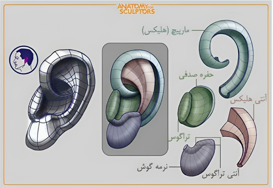 آموزش طراحی آناتومی گوش انسان