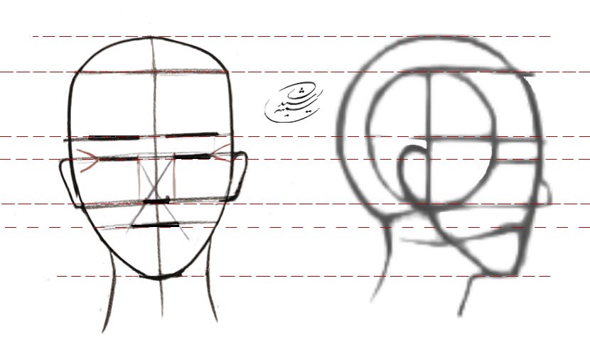 آموزش طراحی آناتومی چهره از نمای نیم رخ