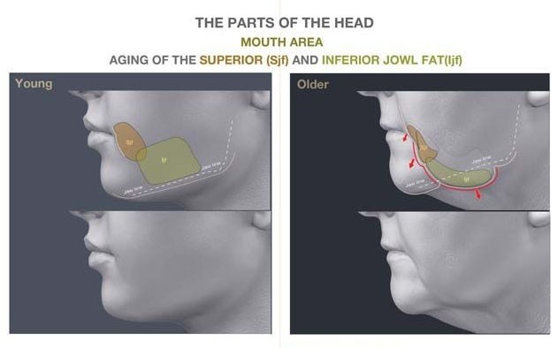 تغییرات آناتومی چهره انسان در طول عمر و زندگی