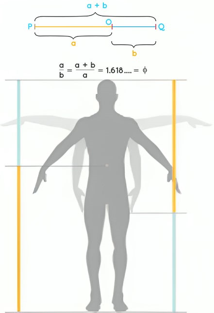 تناسبات طلایی در طراحی آناتومی بدن انسان