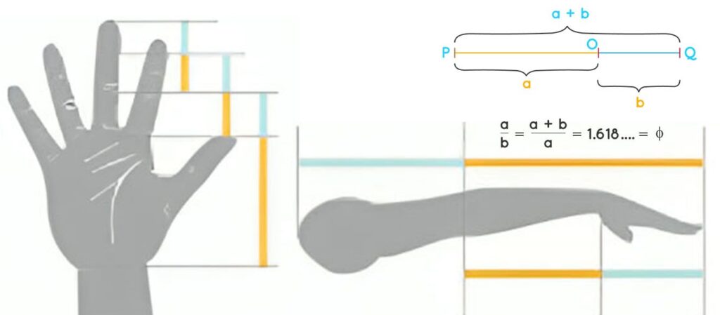 تناسبات طلایی طراحی آناتومی بدن انسان