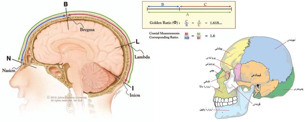 تناسبات طلایی در طراحی آناتومی چهره