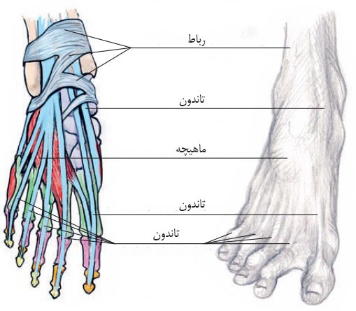 آموزش طراحی آناتومی پای انسان