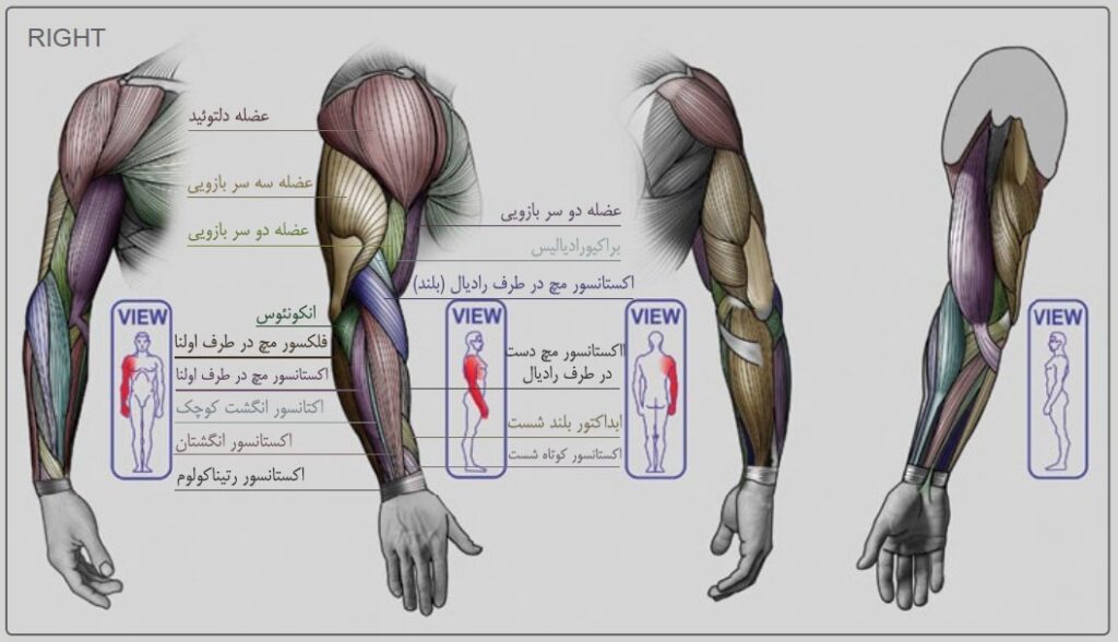 آموزش طراحی آناتومی بازو و ساعد در حرکت با استاد رشیدی