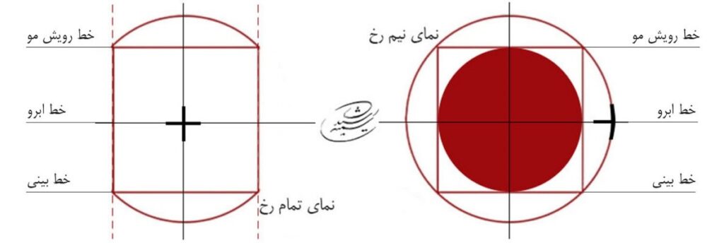 آموزش طراحی آناتومی چهره از نمای نیم رخ