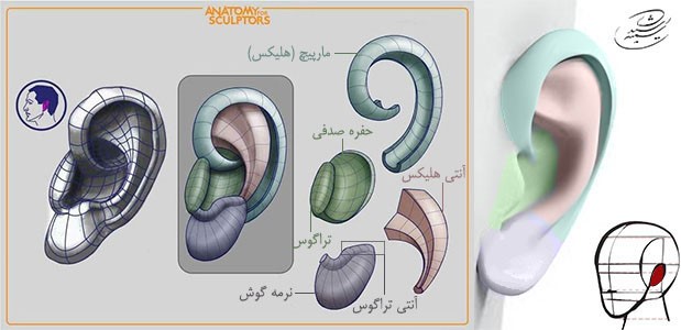 آموزش طراحی آناتومی گوش انسان