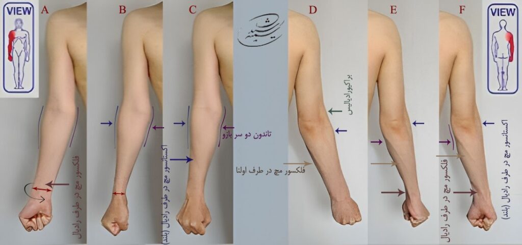 آموزش طراحی آناتومی بازو و ساعد در حرکت با استاد رشیدی