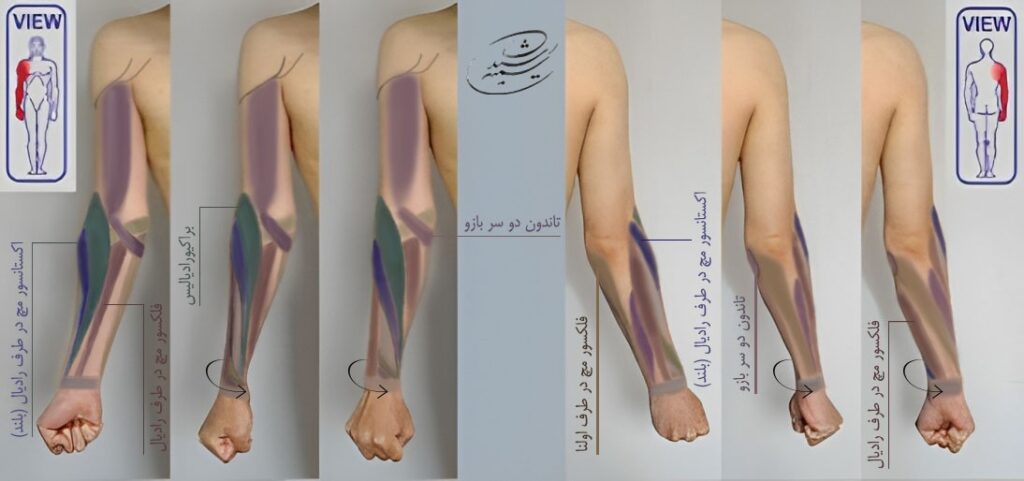 آموزش طراحی آناتومی بازو و ساعد در حرکت با استاد رشیدی