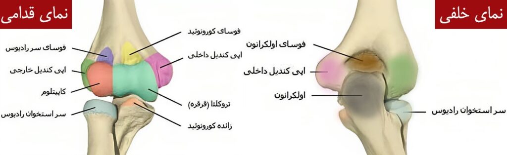 آموزش طراحی آناتومی بازو و ساعد در حرکت آرنج توسط استاد سمیه رشیدی