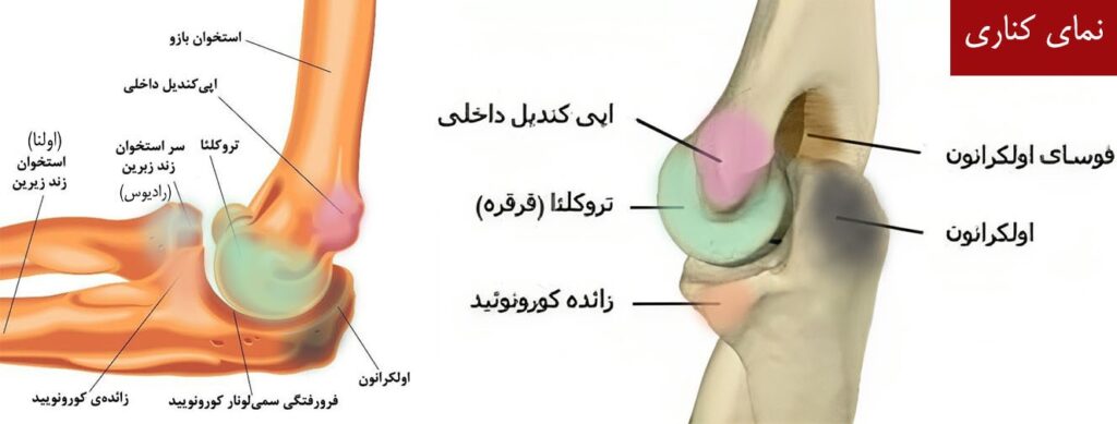 آموزش طراحی آناتومی بازو و ساعد در حرکت آرنج توسط استاد سمیه رشیدی