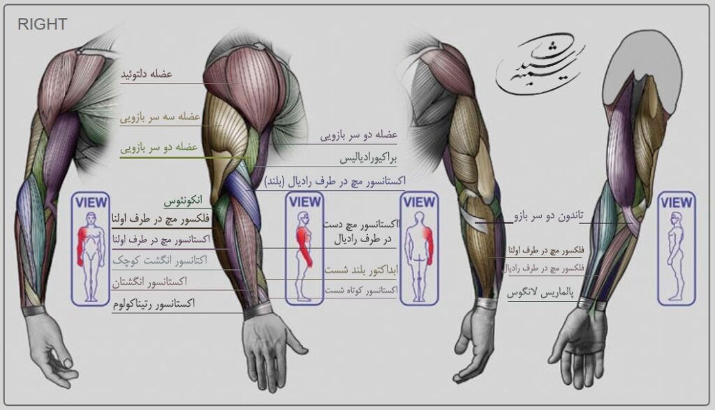 آموزش طراحی آناتومی بازو و ساعد در حرکت آرنج توسط استاد سمیه رشیدی