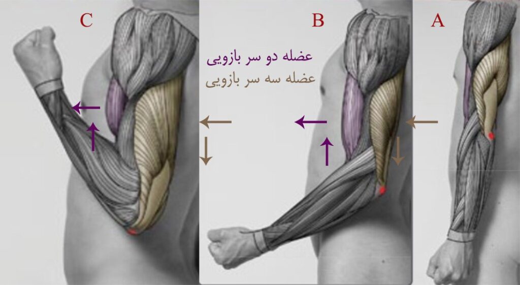 آموزش طراحی آناتومی بازو و ساعد در حرکت آرنج توسط استاد سمیه رشیدی