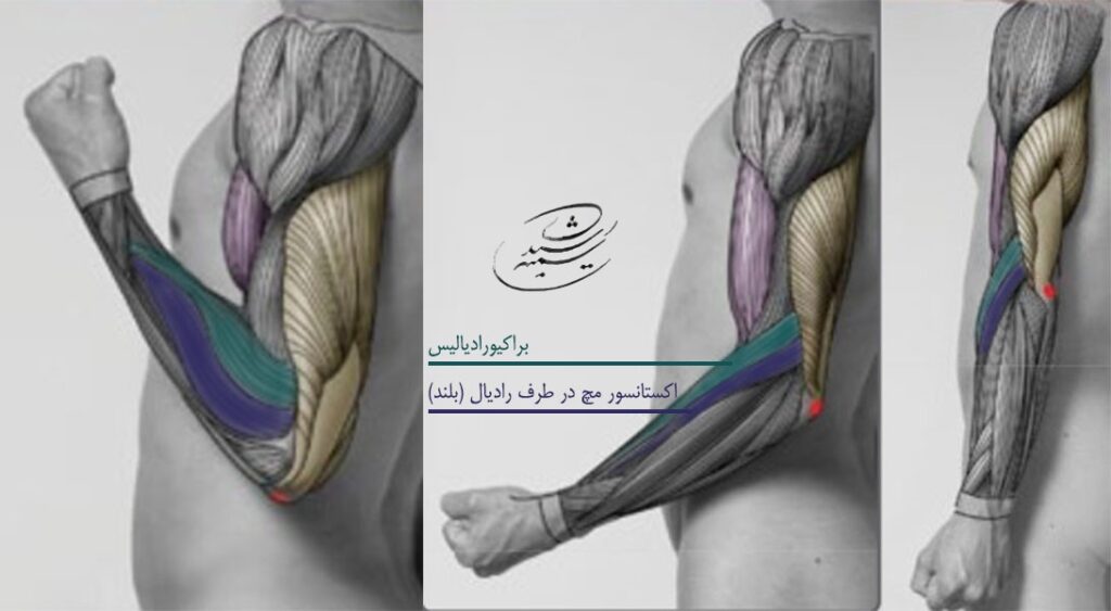 آموزش طراحی آناتومی بازو و ساعد در حرکت آرنج توسط استاد سمیه رشیدی