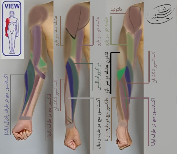 آموزش طراحی آناتومی بازو و ساعد در حرکت شانه توسط استاد سمیه رشیدی