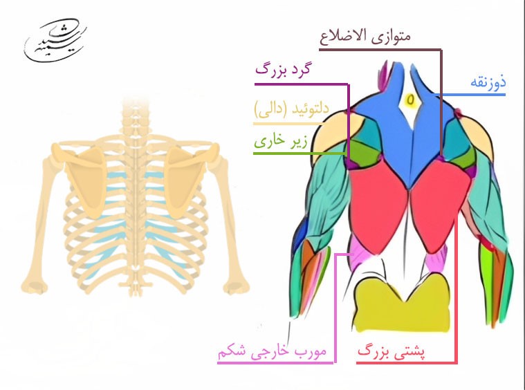 آموزش طراحی آناتومی بازو و ساعد در حرکت شانه