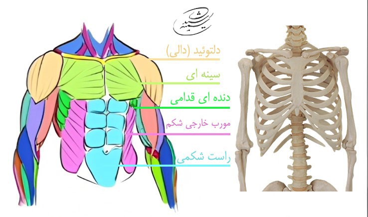 آموزش طراحی آناتومی بازو و ساعد در حرکت شانه 